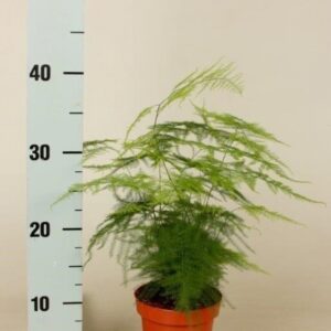 Аспарагус D12 H40 - Asparagus Setaceus