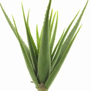 Алое Н61см пласт. - Aloe vera