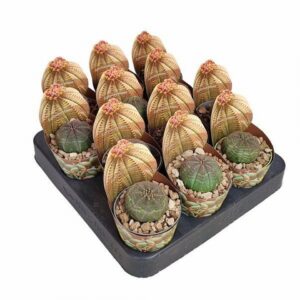 Еуфорбиа D6.5 H8 - Euphorbia Obesa