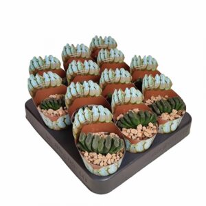 Хавортия D6.5 H8 - Haworthia Truncata
