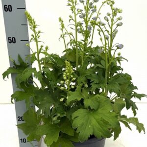 Делфиниум D26 H75 - Delphinium