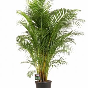 Арека D34 H200 - Dypsis lutescens 20pp
