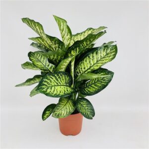 Дифенбахиа D21 H75 - Dieffenbachia seguine Maroba