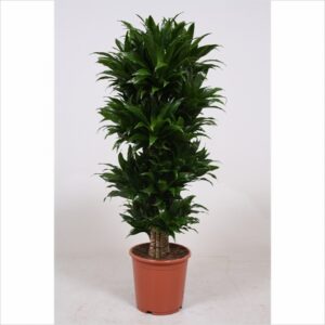 Драцена D27 H100 - Dracaena fragrans Compacta