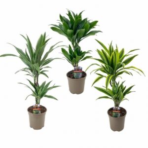 Драцена D17 H65 - Dracaena Deremensis 30-10