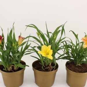 Хемерокалис D17 H45 - Hemerocallis mix