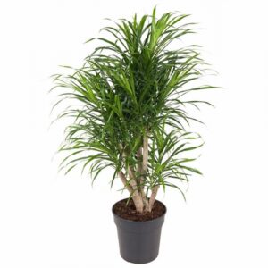 Драцена D24 H110 - Dracaena Anita