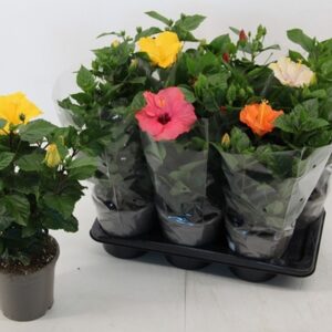 Хибискус D17 H50 - Hibiscus mix