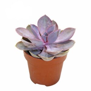 Ечеверия D8,5 H10 - Echeveria Metallica Pearl