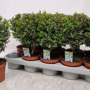 Мирта на ствол D12 H30 - Myrtus Communis on stem