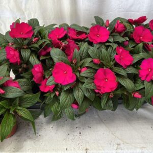 Импасианс D12 H25 - Impatiens NG Purple Blue