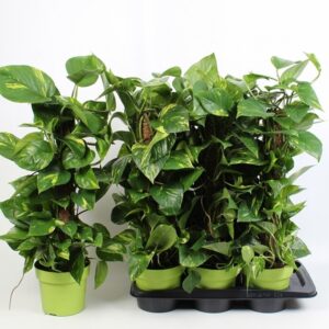 Епипремнум D17 H70 - Epipremnum pinn mosstok