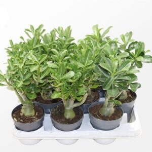 Адениум D10,5 H25 - Adenium obesum