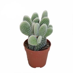 Кактус D5,5 H10 - Opuntia microdasys albata