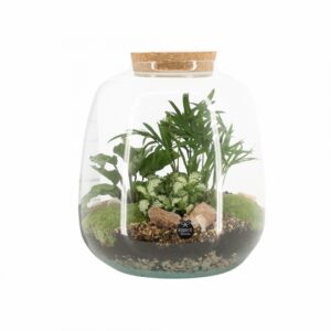 Растения в стъклен съд D23 H25 екосистема - Terrarium