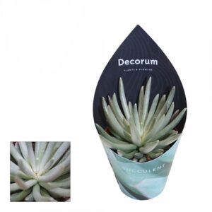 Сукулент D8,5 H15 - Senecio scaposus