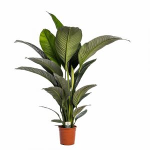 Спатифилум D24 H150 - Spathiphyllum Sensation