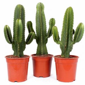 Еуфорбиа D21 H75 - Euphorbia Ingens