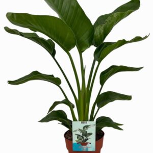 Стрелиция D19 H100 - Strelitzia Nicolai