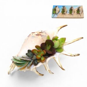 Сукуленти микс в раковина D10 H8 - Succulents in shell