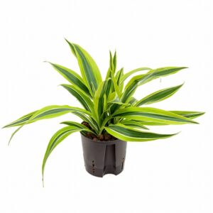 Драцена D13 H35 - Dracaena fragrans Lemon Lime
