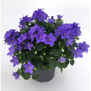Кампанула D11 H22 - Campanula portenshlagiana Ocean