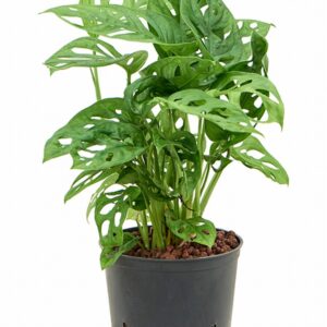 Монстера D13 H35 - Monstera obliqua