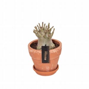 Адениум D17 H25 - Adenium Baobab