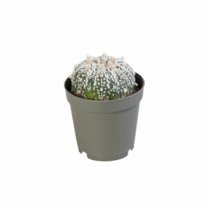 Астрофитум D6 H10 - Astrophytum Super Kabuto