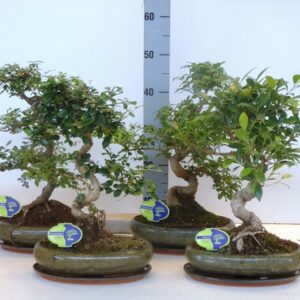 Бонсай D29 H45 - Bonsai mix