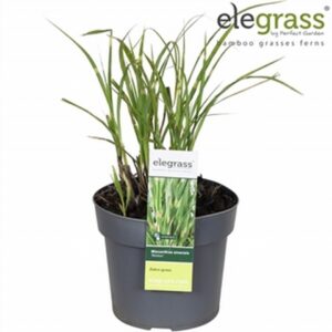 Мискантус D19 H70 - Miscanthus Strictus
