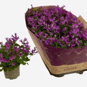 Кампанула D10.5 H20 - Campanula portenschlagiana Blueone