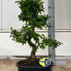 Бонсай D32 H50 - Bonsai Zelkova