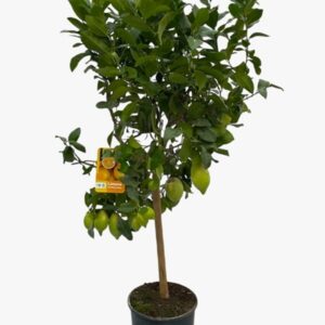 Цитрус Лимон D21 H95 - Citrus Lemon