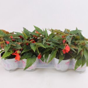 Бегония D12 H20 - Begonia Waterfall Red