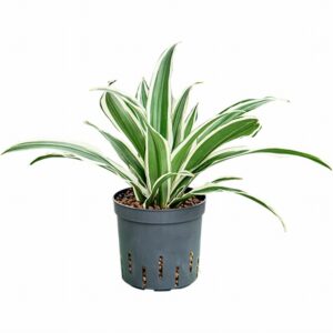 Драцена D13 H30 - Dracaena White Stripe