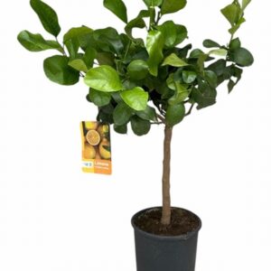 Цитрус Лимон D21 H80 - Citrus Lemon on stem