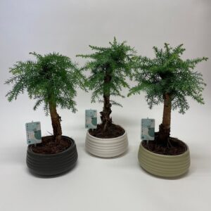 Араукария D19 H50 - Araucaria cunninghamii bonsai