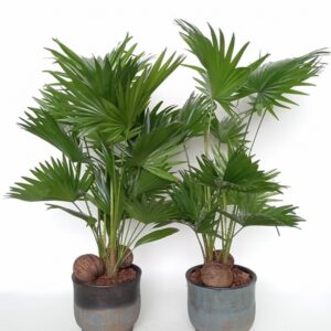 Палма Ливистона в керамична кашпа D20 H70