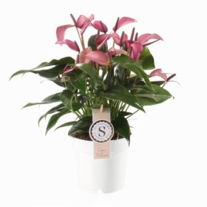 Антуриум D12 H40 - Anthurium Zizou