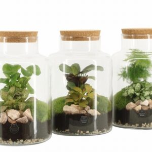 Растения в стъклен съд D17 H25 екосистема - Terrarium