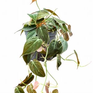 Филодендрон D13 H25  - Philodendron micans Hanger