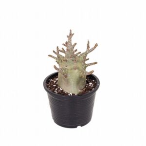Адениум D15 H30 - Adenium Baobab