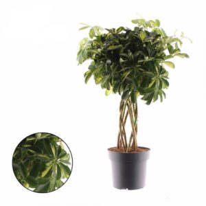 Шефлера D25 H85 -  Schefflera Gold Capella koker