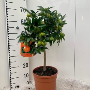 Цитрус Кумкуат D21 H90 - Citrofortunella Kumquat on stem