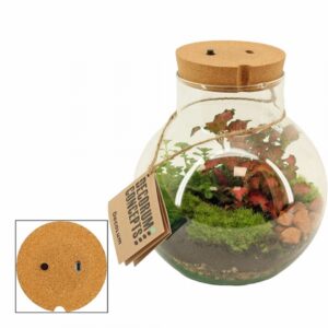 Растения в стъклен съд D19 екосистема - Terrarium LED