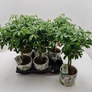 Шефлера в керамична кашпа D14 H40 - Schefflera Luseana