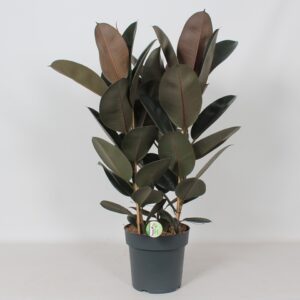 Фикус D27 H85 - Ficus Elastica Abidjan 3pp