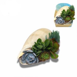 Сукуленти микс в раковина D16 H8 - Succulents in shell Melo