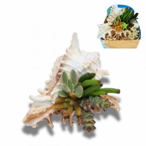 Сукуленти микс в раковина D18 H13 - Succulents in shell Murex